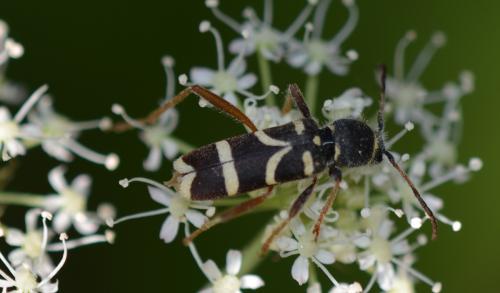 Clytus arietis